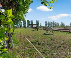 Predaj FARMY | Hurbanovo