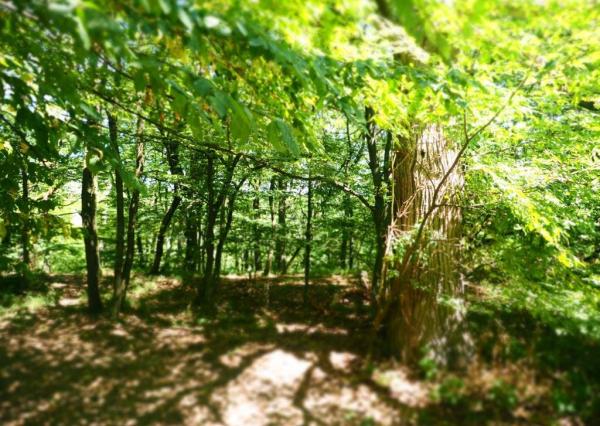 NA PREDAJ: Pozemok (rekreačný) 2033m2, ulica Stará Stupavská, BA III - Rača