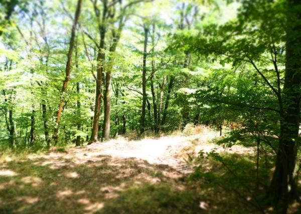 NA PREDAJ: Pozemok (rekreačný) 2033m2, ulica Stará Stupavská, BA III - Rača