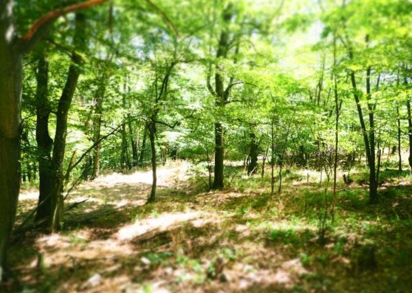 NA PREDAJ: Pozemok (rekreačný) 2033m2, ulica Stará Stupavská, BA III - Rača